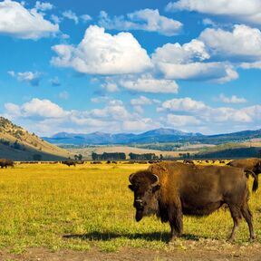 Bison im Yellowstone National Park