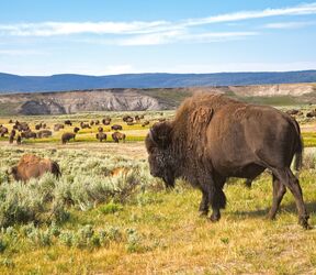 Bisons im Yellowstone National Park