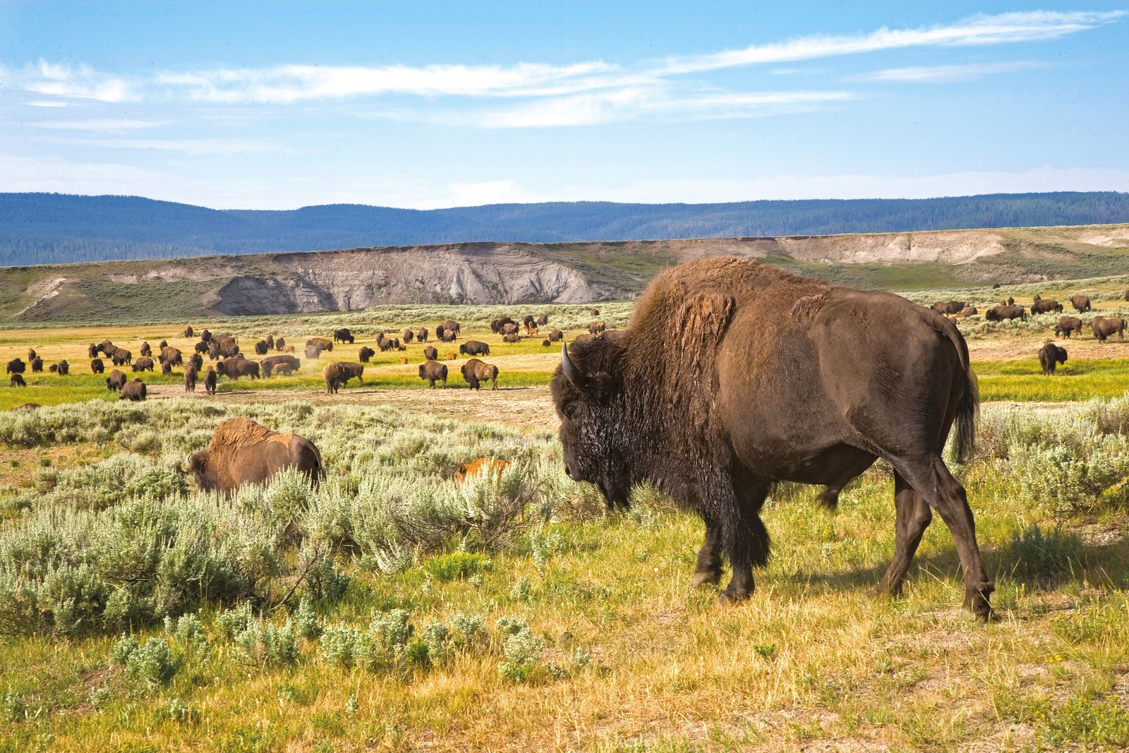 Urlaub Für Naturliebhaber Im Yellowstone National Park! | CANUSA