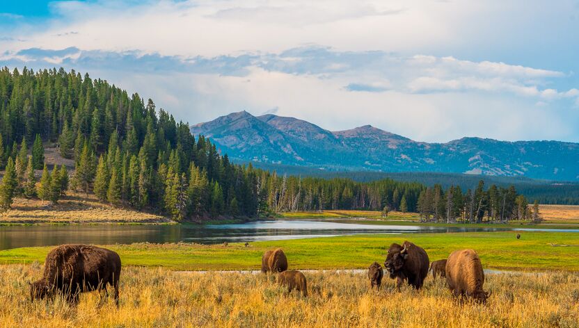Bueffel grasen im Yellowstone National Park in Wyoming Bueffel grasen im Yellowstone National Park in Wyoming