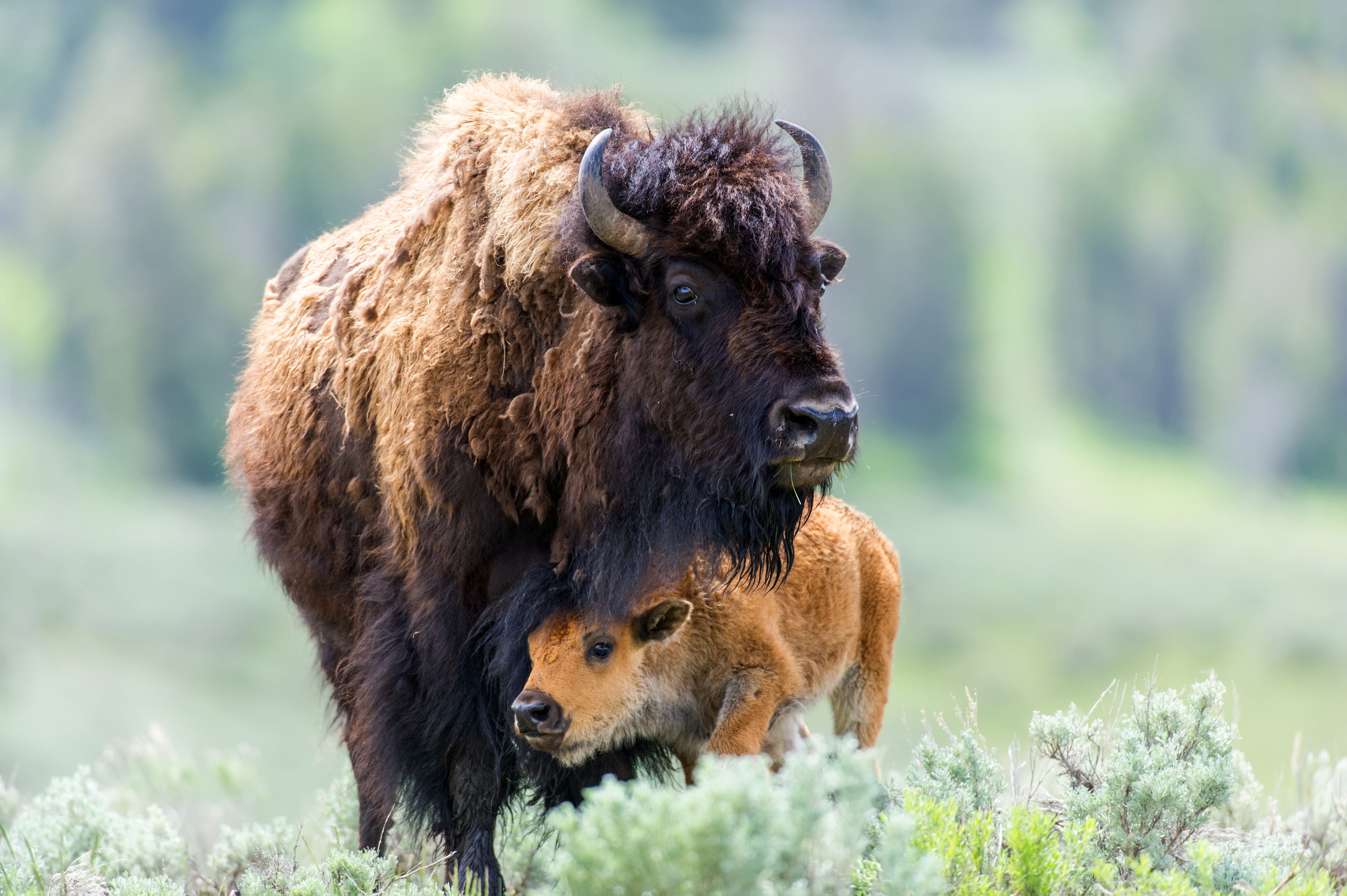 Kleine Bisonfamilie im Yellowstone National Park, Wyoming
