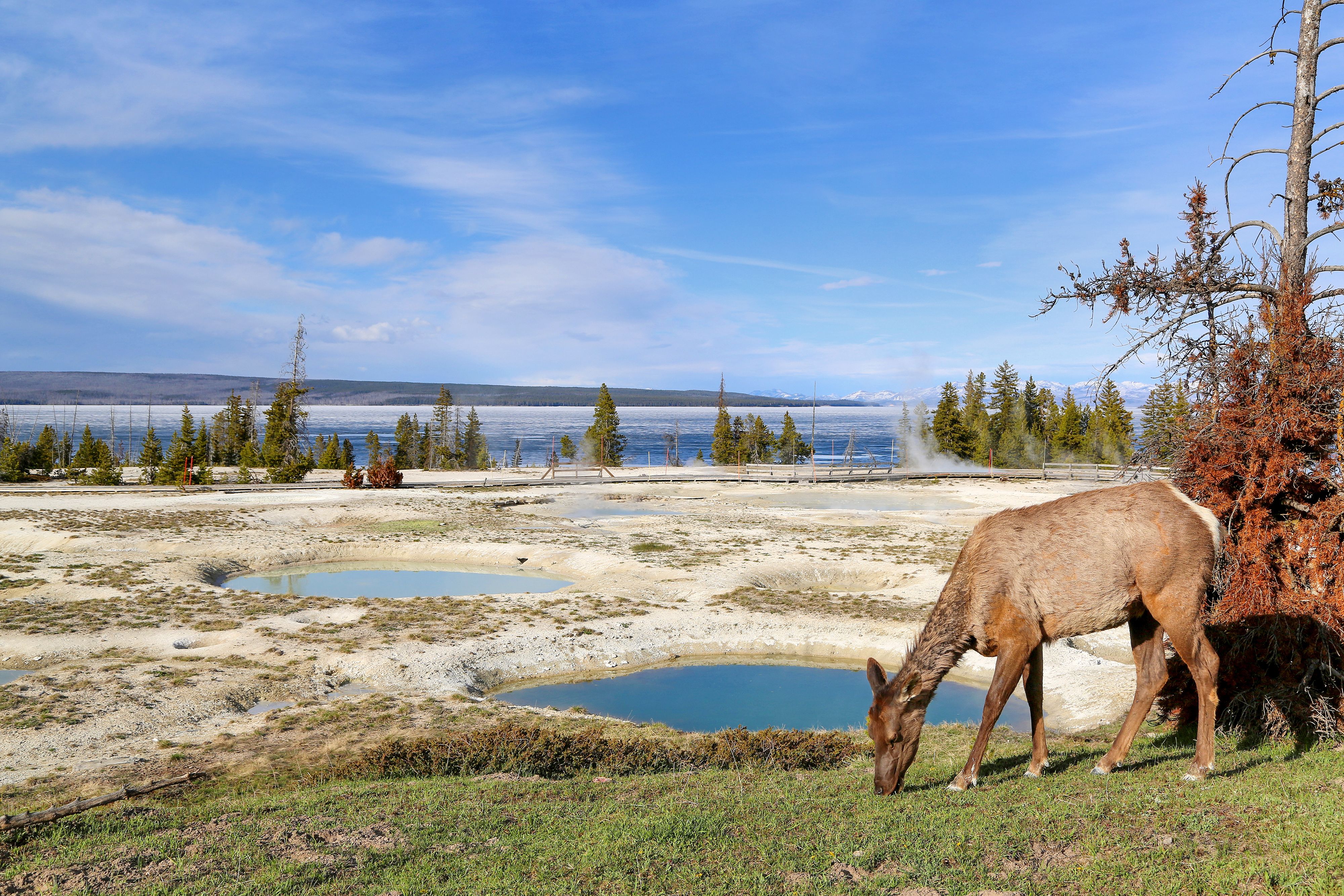 Ein Wapiti im Yellowstone Nationalpark in Wyoming