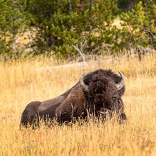 regionen/usa/rocky-mountain-staaten/wyoming/yellowstone-nationalpark/wyoming-yellowstone-national-park-03.cr2307x2310-256x0 regionen/usa/rocky-mountain-staaten/wyoming/yellowstone-nationalpark/wyoming-yellowstone-national-park-03.cr2307x2310-256x0