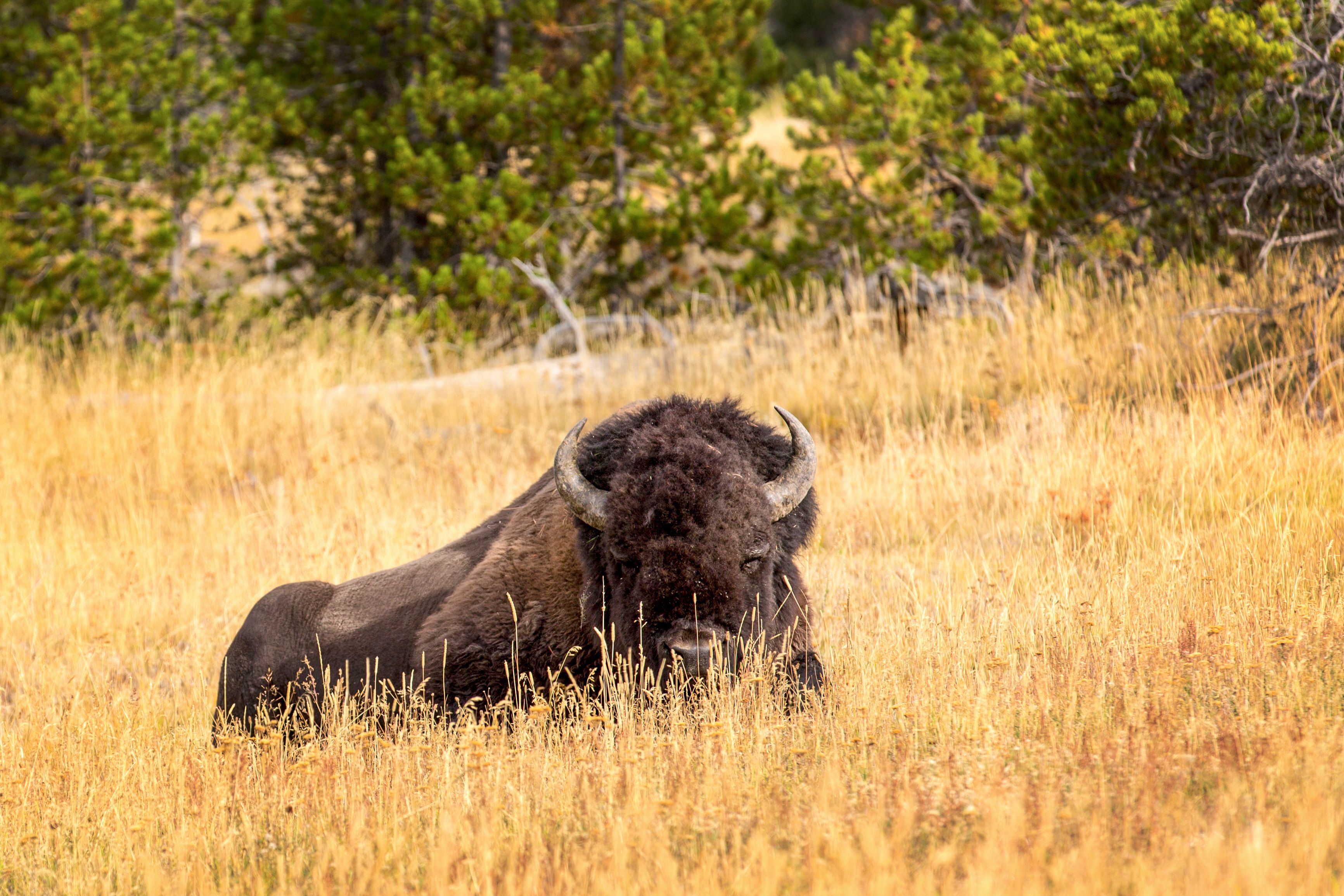 Ein Bison im Yellowstone-Nationalpark in Wyoming