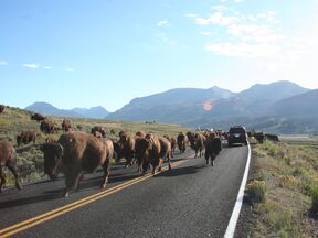 regionen/usa/rocky-mountain-staaten/wyoming/yellowstone-nationalpark/yellowstone-bison-straße-blockade