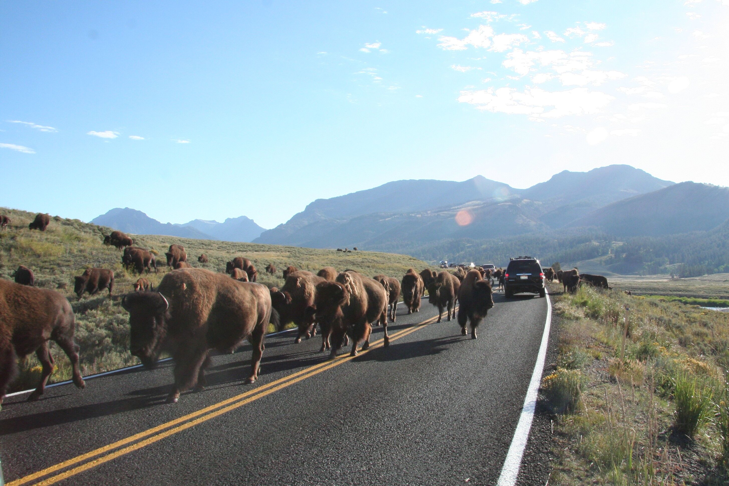 regionen/usa/rocky-mountain-staaten/wyoming/yellowstone-nationalpark/yellowstone-bison-straße-blockade