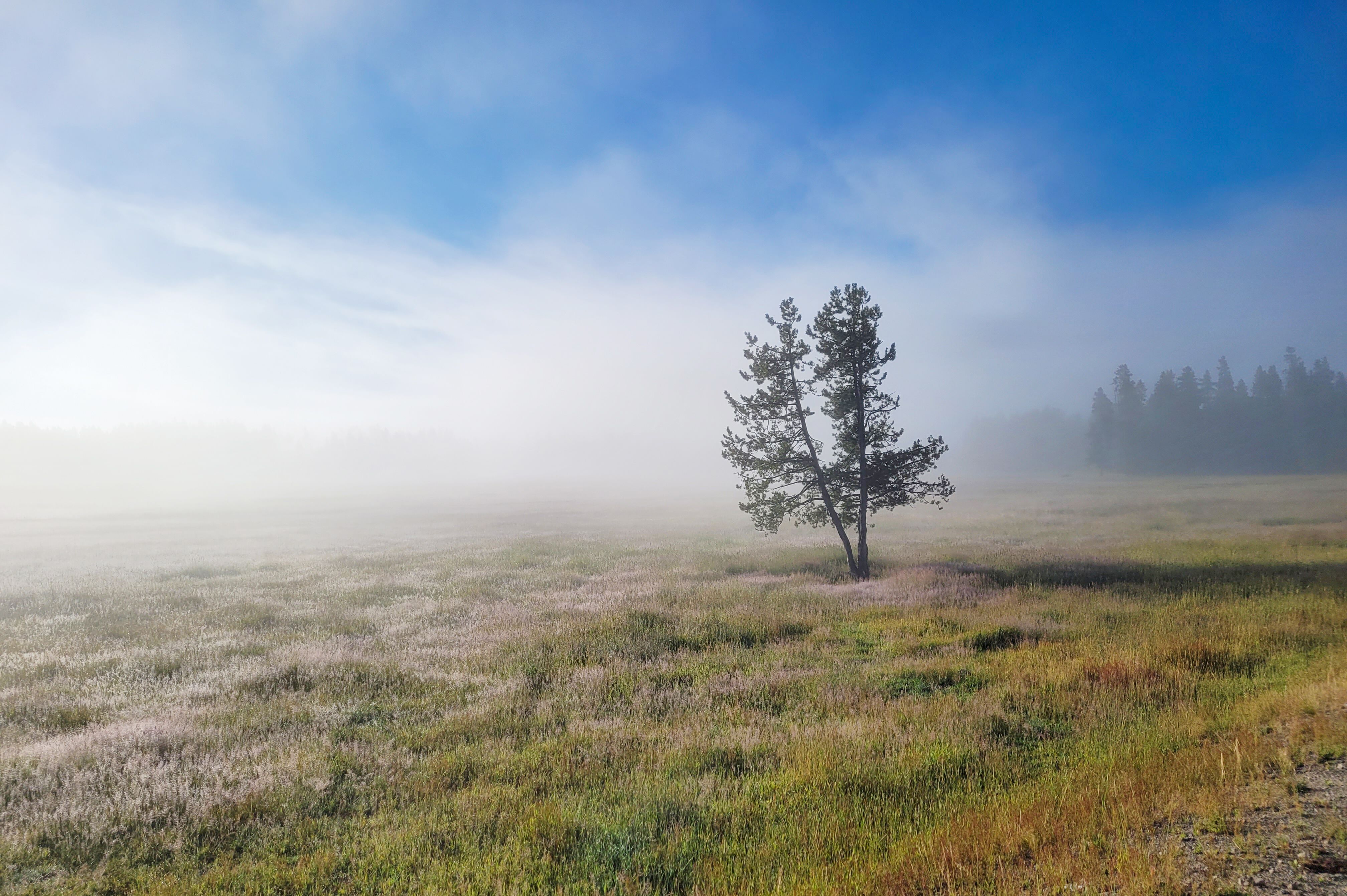 Morgenstimmung im Yellowstone National Park