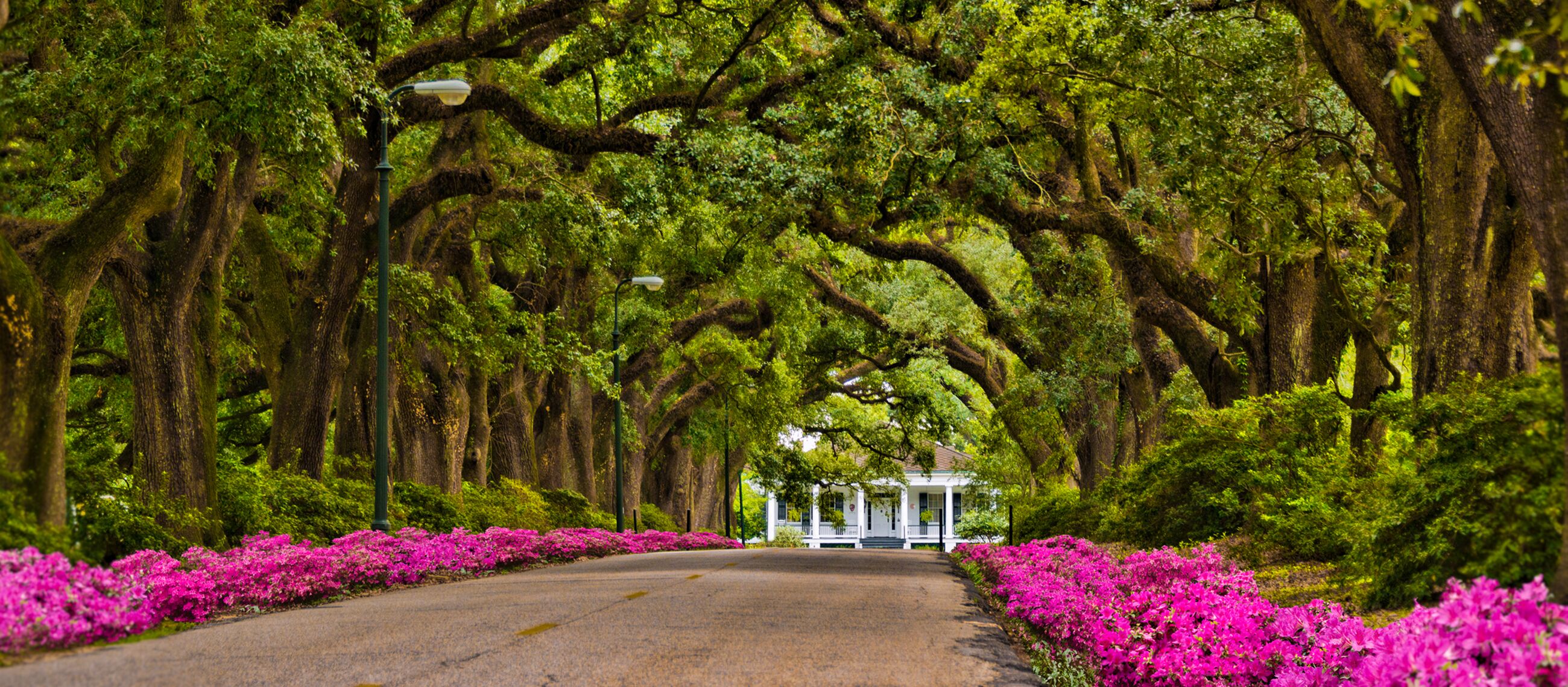 Die einladende Avenue of Oaks am Spring Hill College in Mobile, Alabama