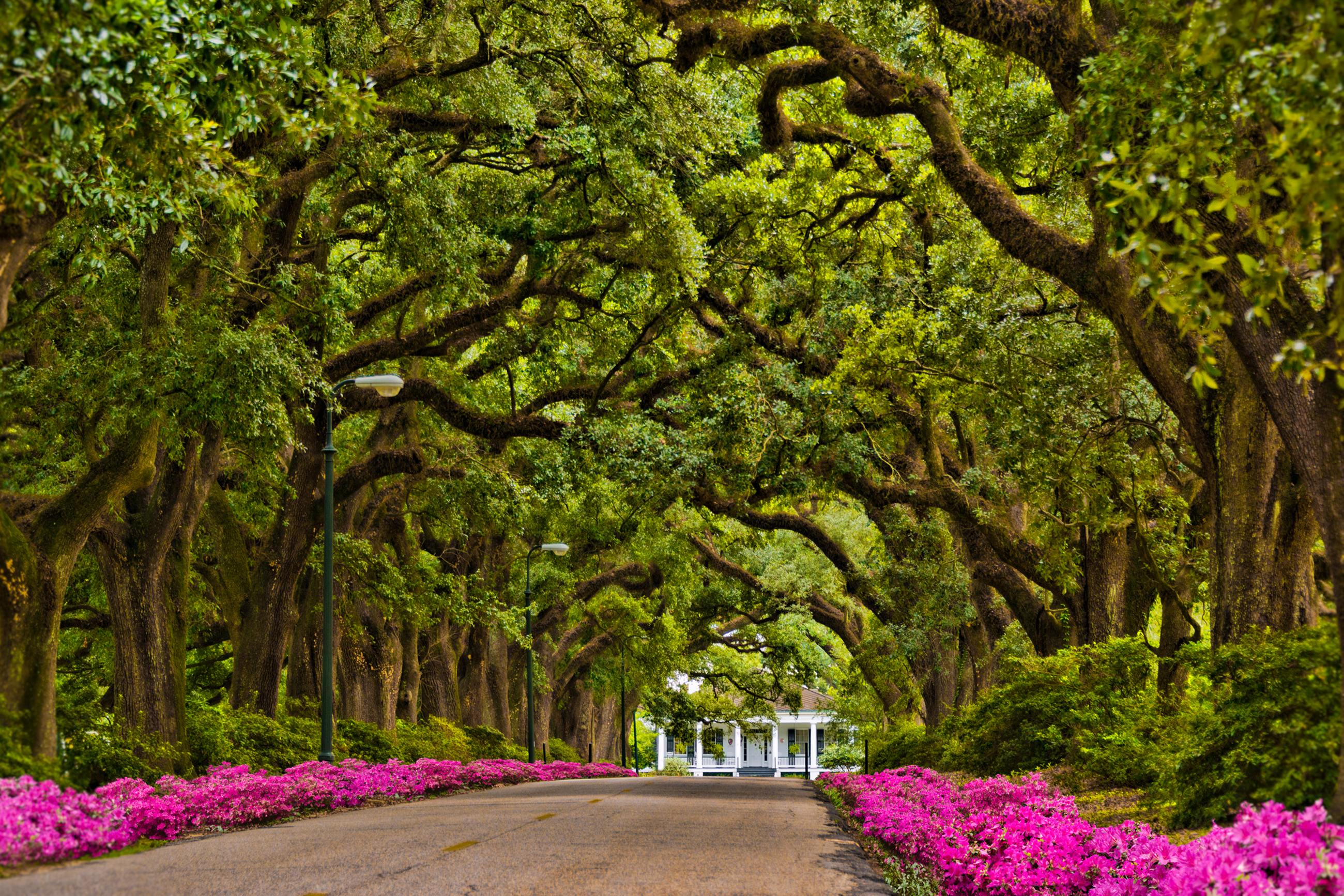 Die einladende Avenue of Oaks am Spring Hill College in Mobile, Alabama