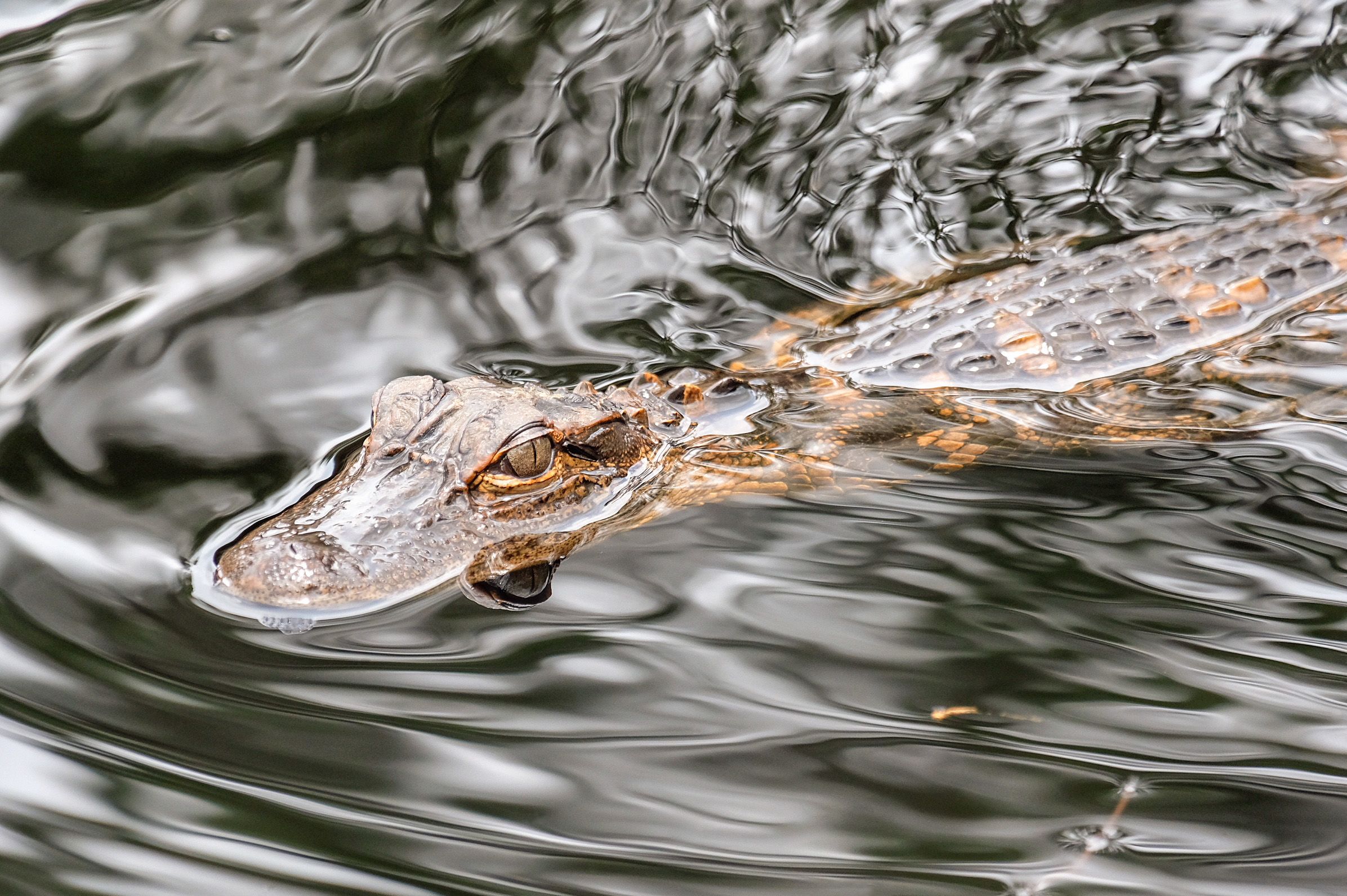 Ein Baby-Alligator im Okefenokee Swamp in Georgia