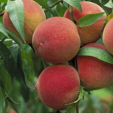 regionen/usa/suedstaaten/georgia/allgemein/pfirsiche.cr1918x1919-82x0 regionen/usa/suedstaaten/georgia/allgemein/pfirsiche.cr1918x1919-82x0