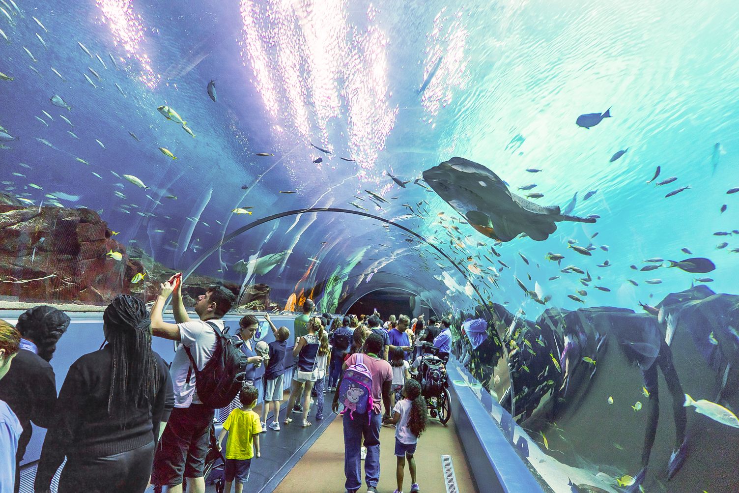 Die Ã¼ber 100.000 Lebewesen des Georgia Aquariums in Atlanta bestaunen