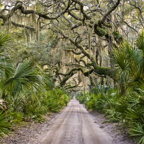 Eine Wanderung durch den dichten Wald auf Cumberland Island in Georgia