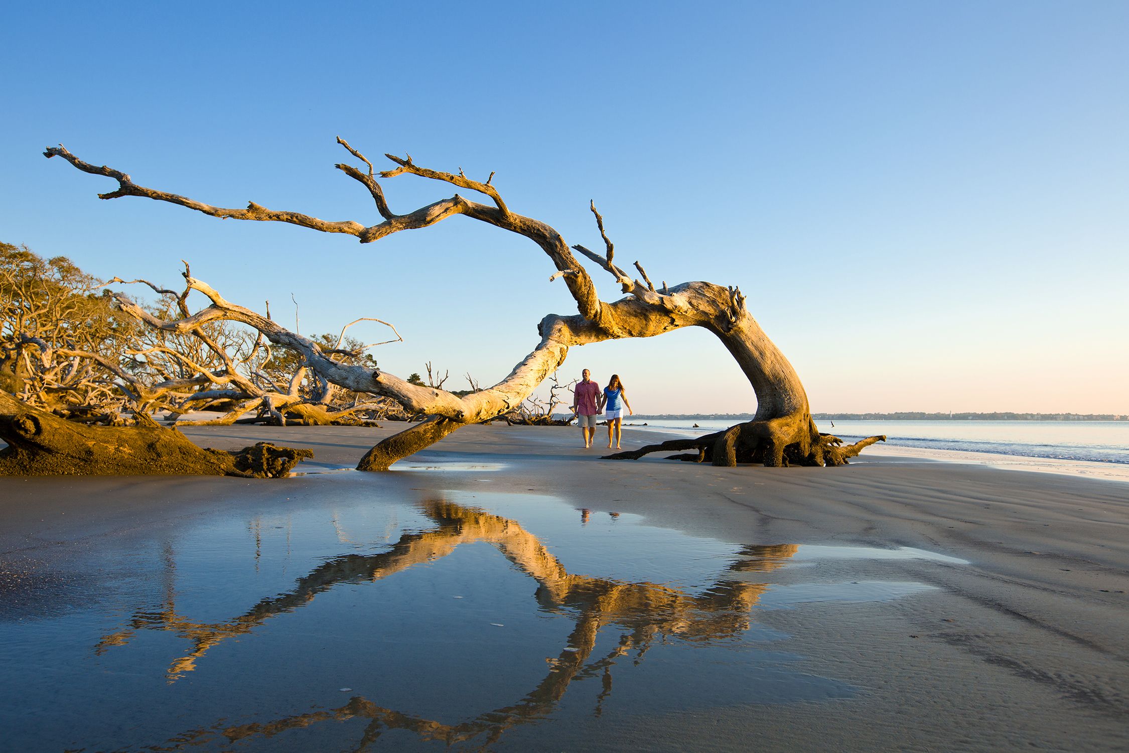 Treibholz am Strand von Jekyll Island in Georgia