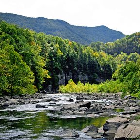 Fluss im Wald