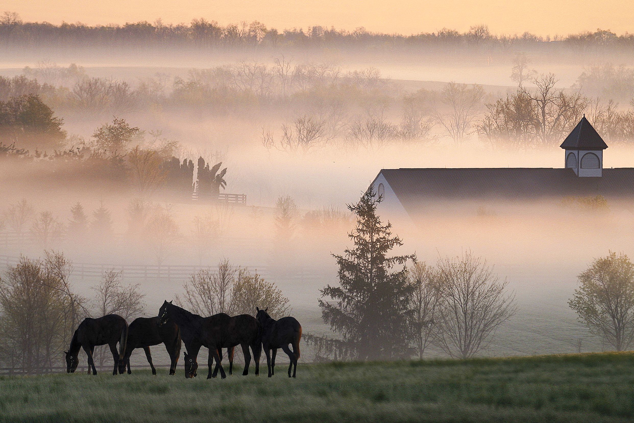 Eine Pferdefarm im morgendlichem Nebel, Kentucky