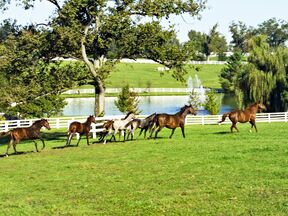 Pferde im Auslauf einer Donamire Farm in Lexington, Kentucky