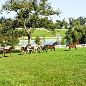 Pferde im Auslauf einer Donamire Farm in Lexington, Kentucky