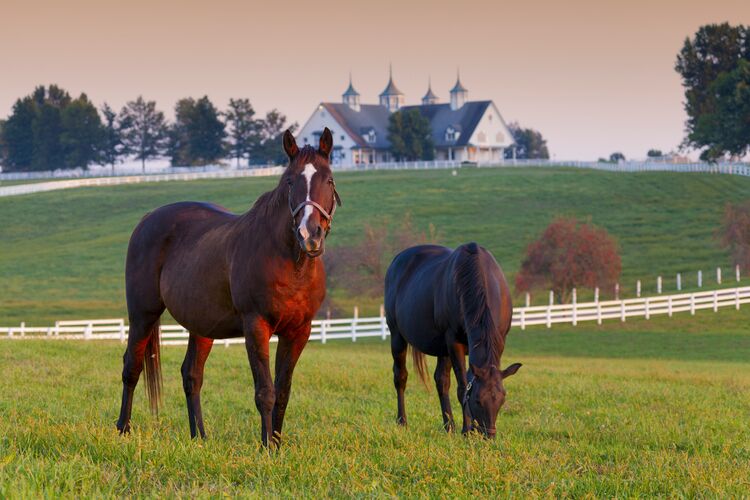 Pferde grasen auf einer Farm in Lexington in Kentucky