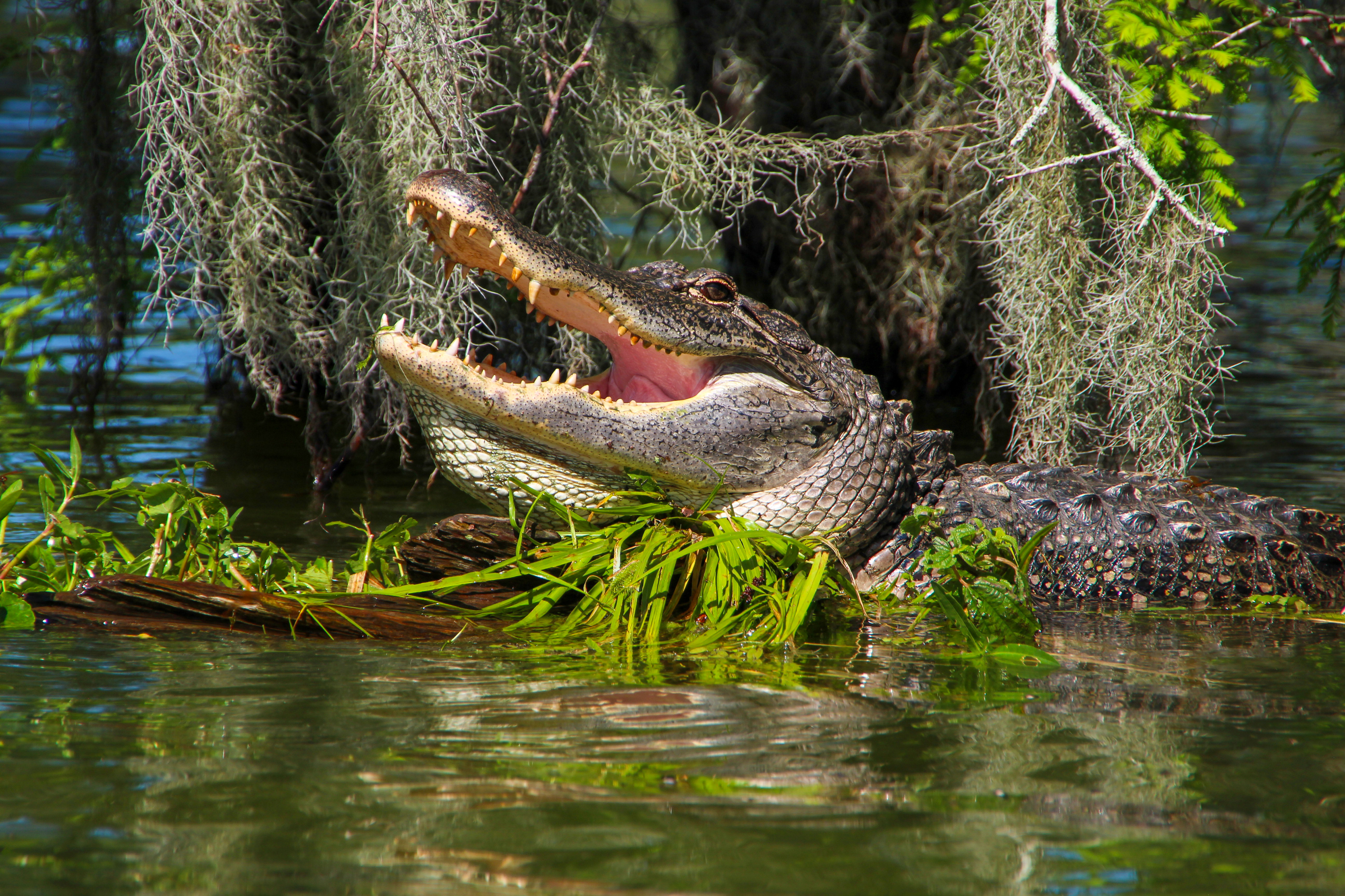 Alligator-Begegnung auf der Cajun Country Swamp Tour