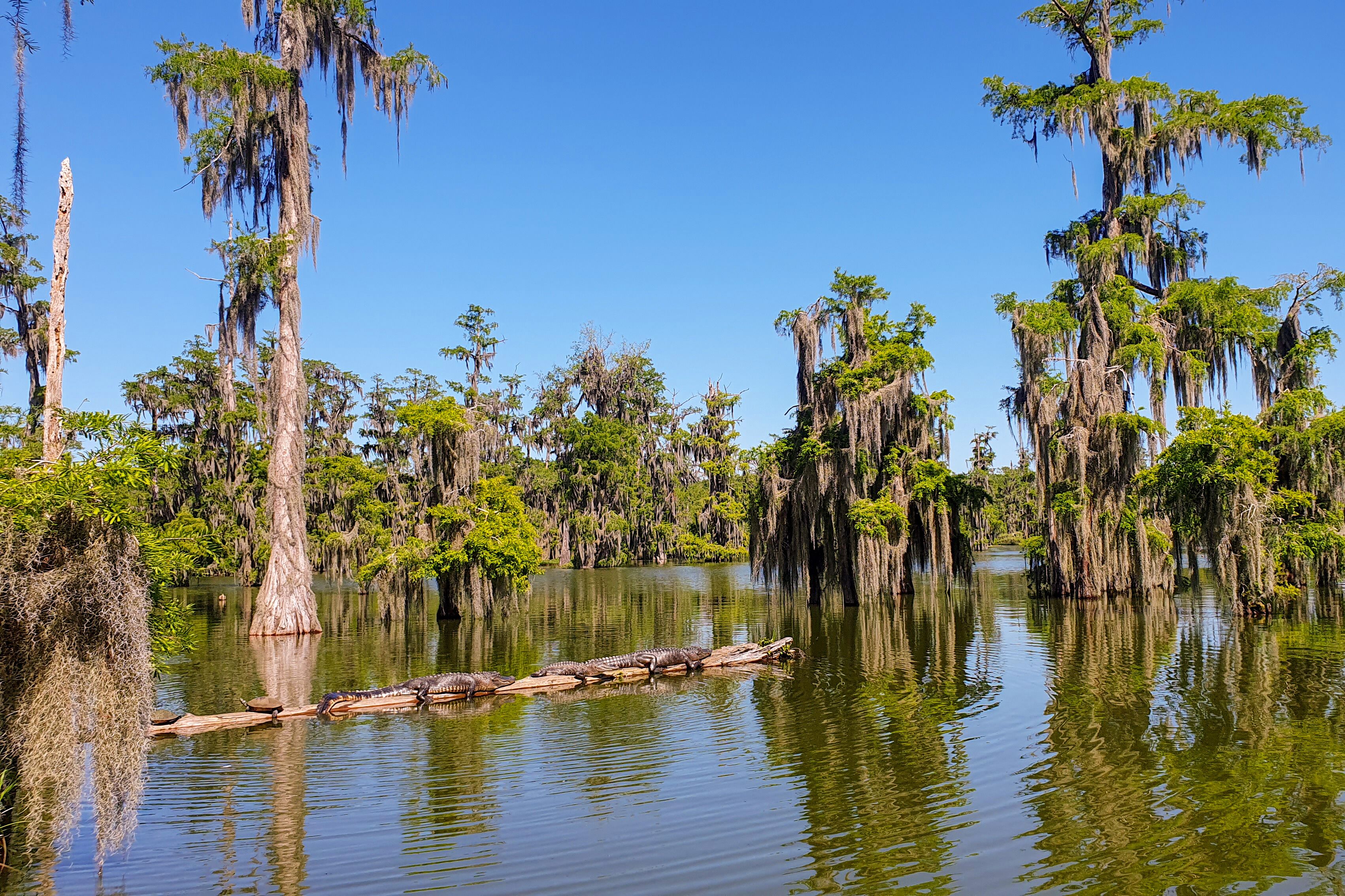 Alligatoren Familie schwimmt im Sumpf in Louisiana
