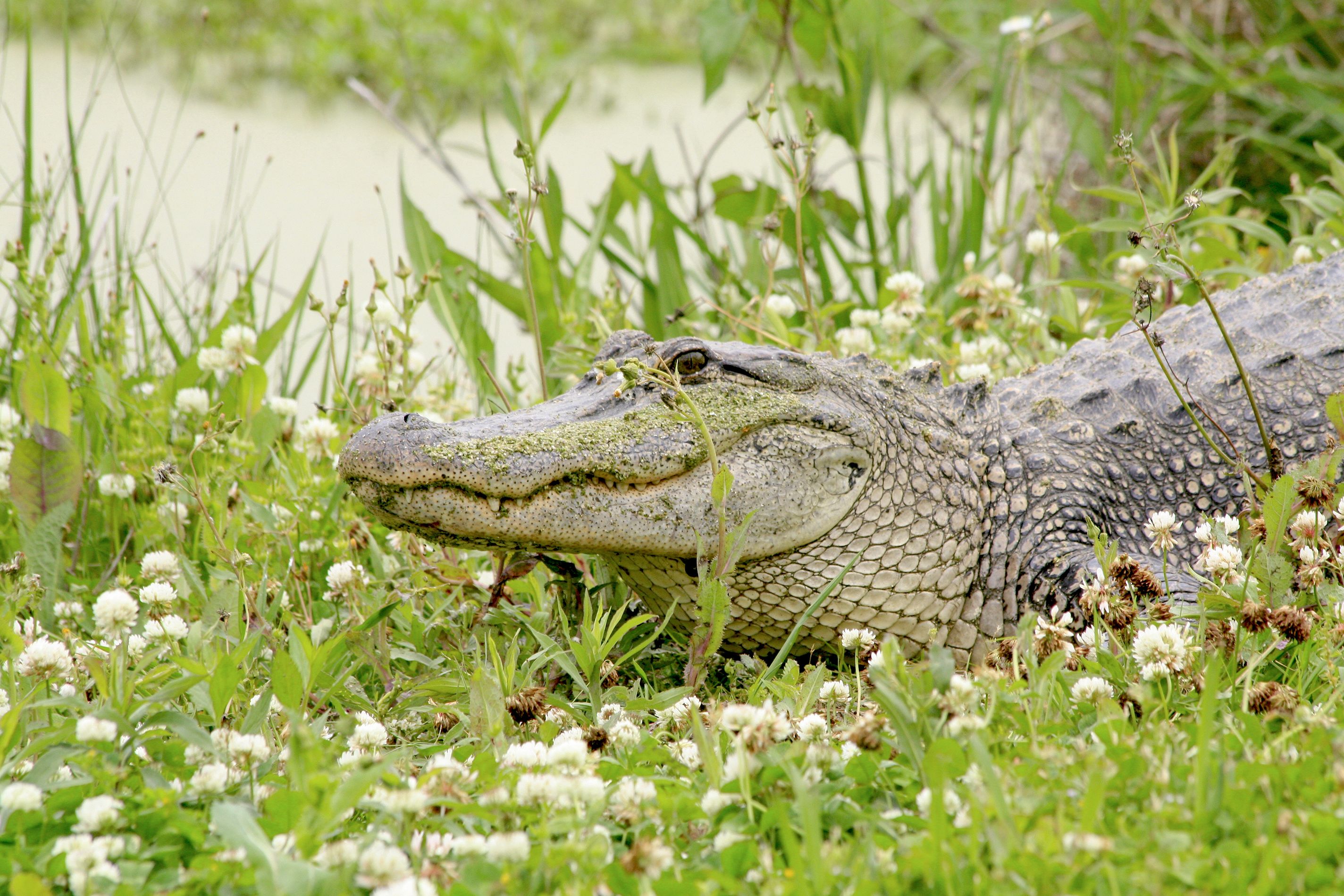 Gator on the Creole Nature Trail