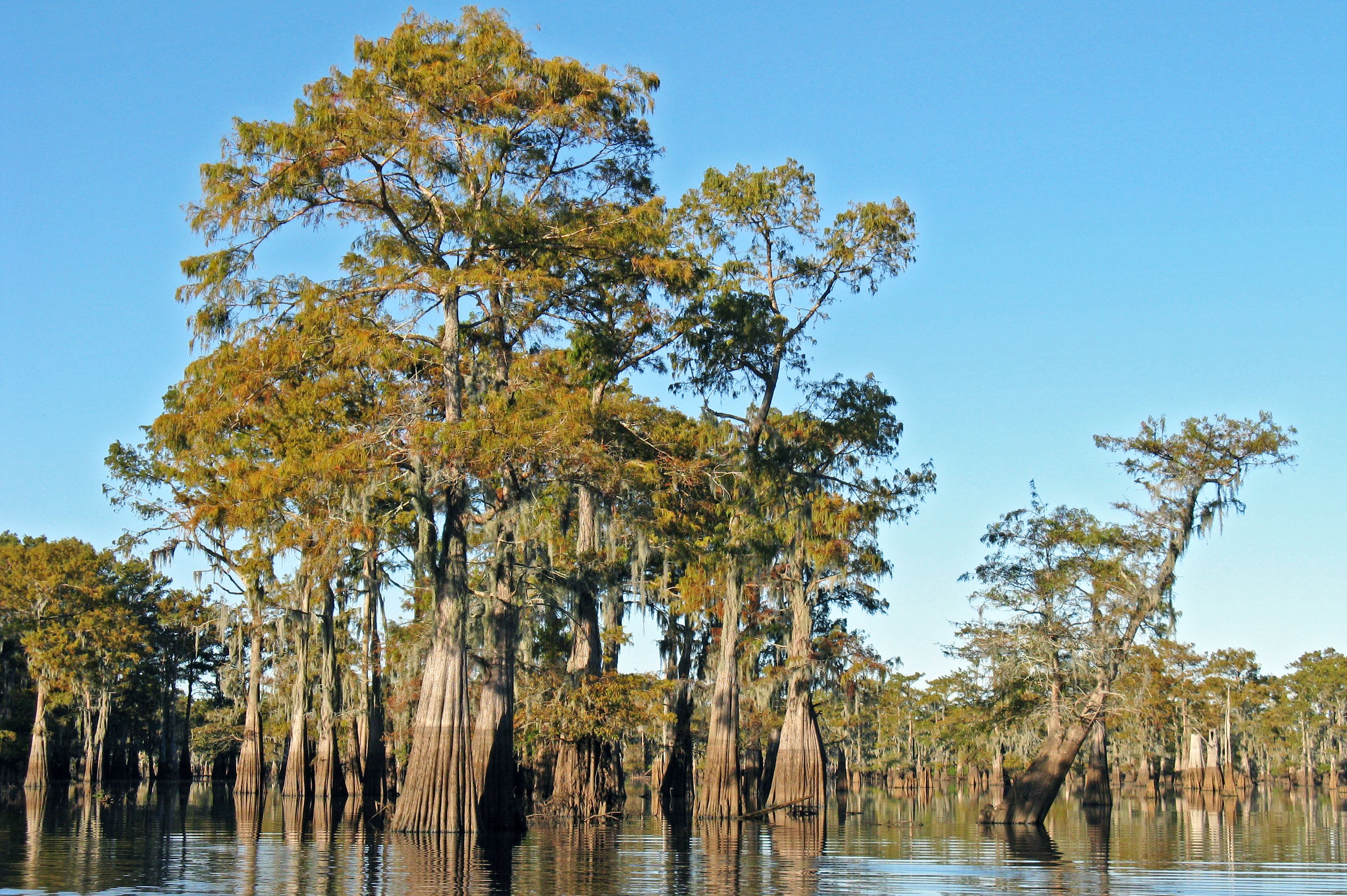 Louisiana Swamps