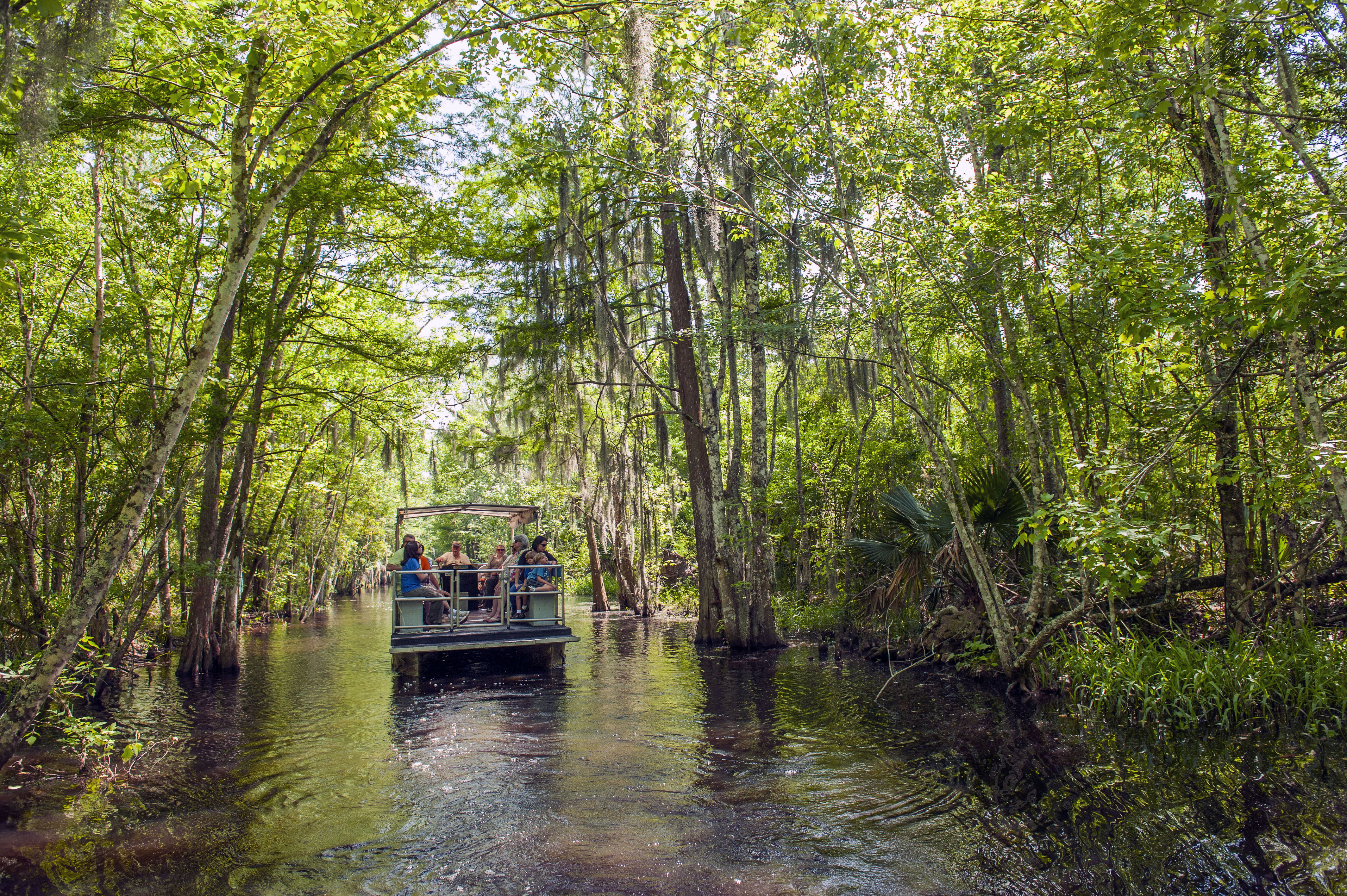 Swamp Tour Scenic