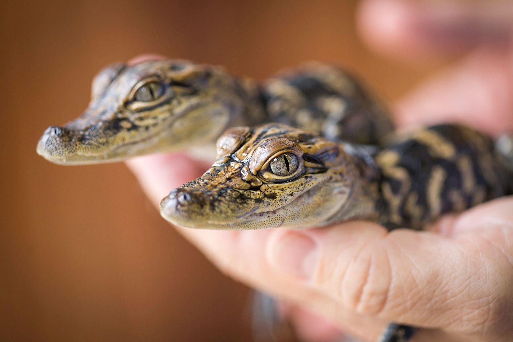 Junge Alligatoren auf dem Schloss Gator in Jennings, Louisiana entdecken