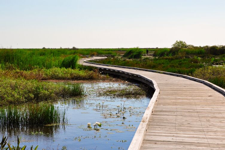 Der Pintail Wildlife Drive windet sich durch die Marschlandschaft bei Lake Charles in Louisiana