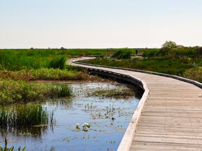 Der Pintail Wildlife Drive windet sich durch die Marschlandschaft bei Lake Charles in Louisiana