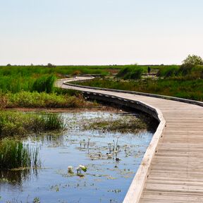 Der Pintail Wildlife Drive windet sich durch die Marschlandschaft bei Lake Charles in Louisiana