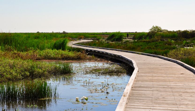 Der Pintail Wildlife Drive windet sich durch die Marschlandschaft bei Lake Charles in Louisiana