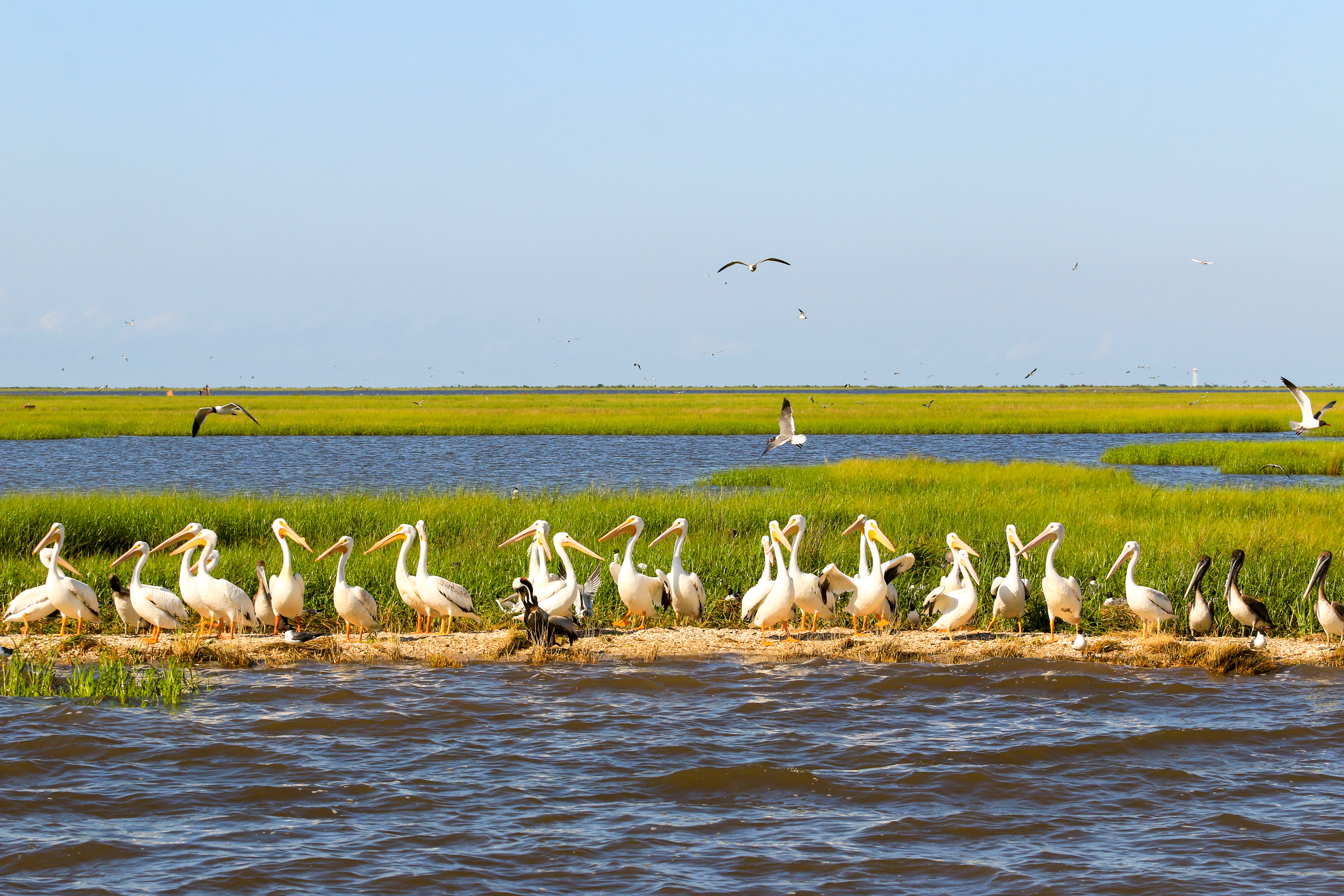 Eine Gruppe von Reihern bei Lake Charles in Louisiana