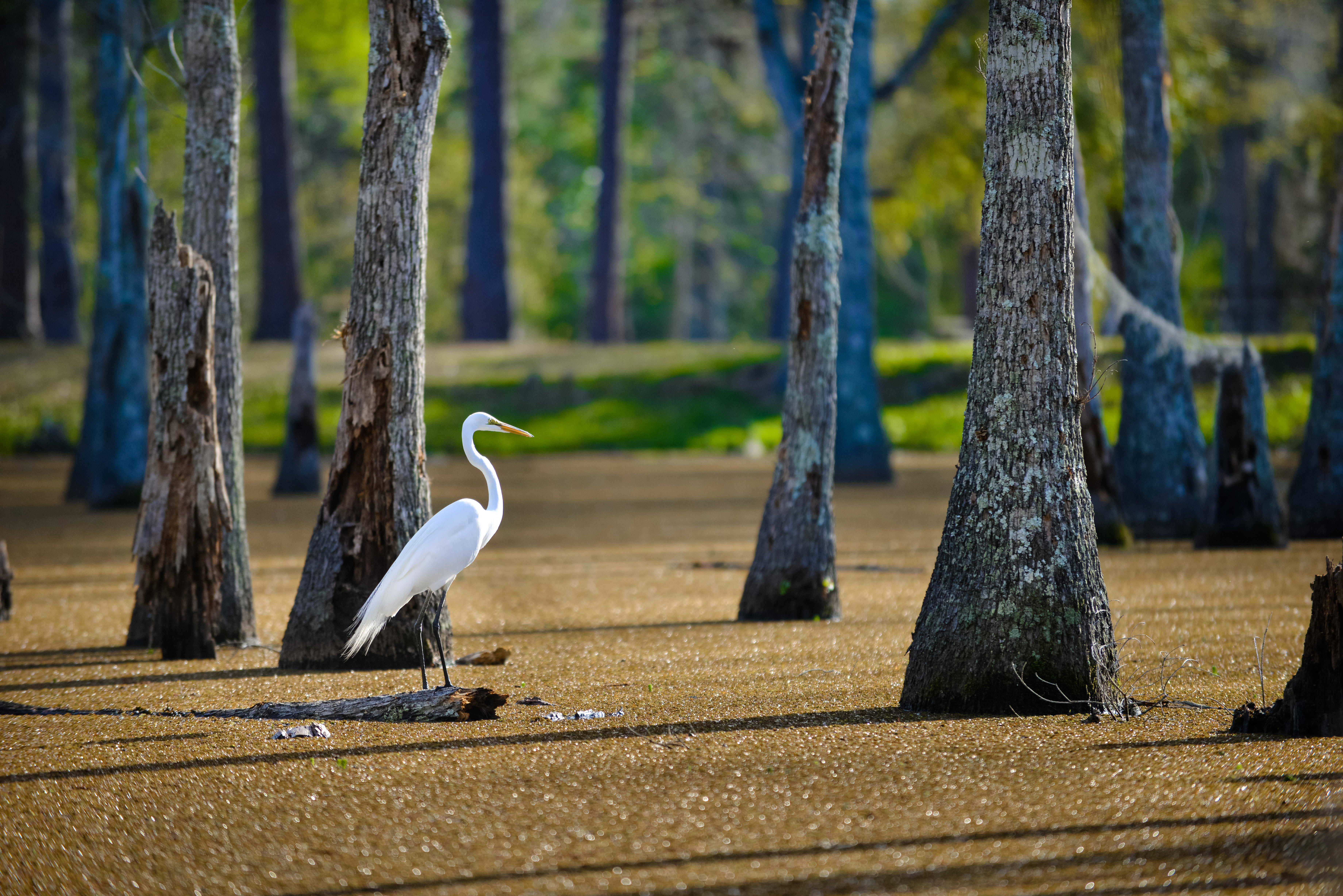 Ein Rheier im Sam Houston Jones State Park