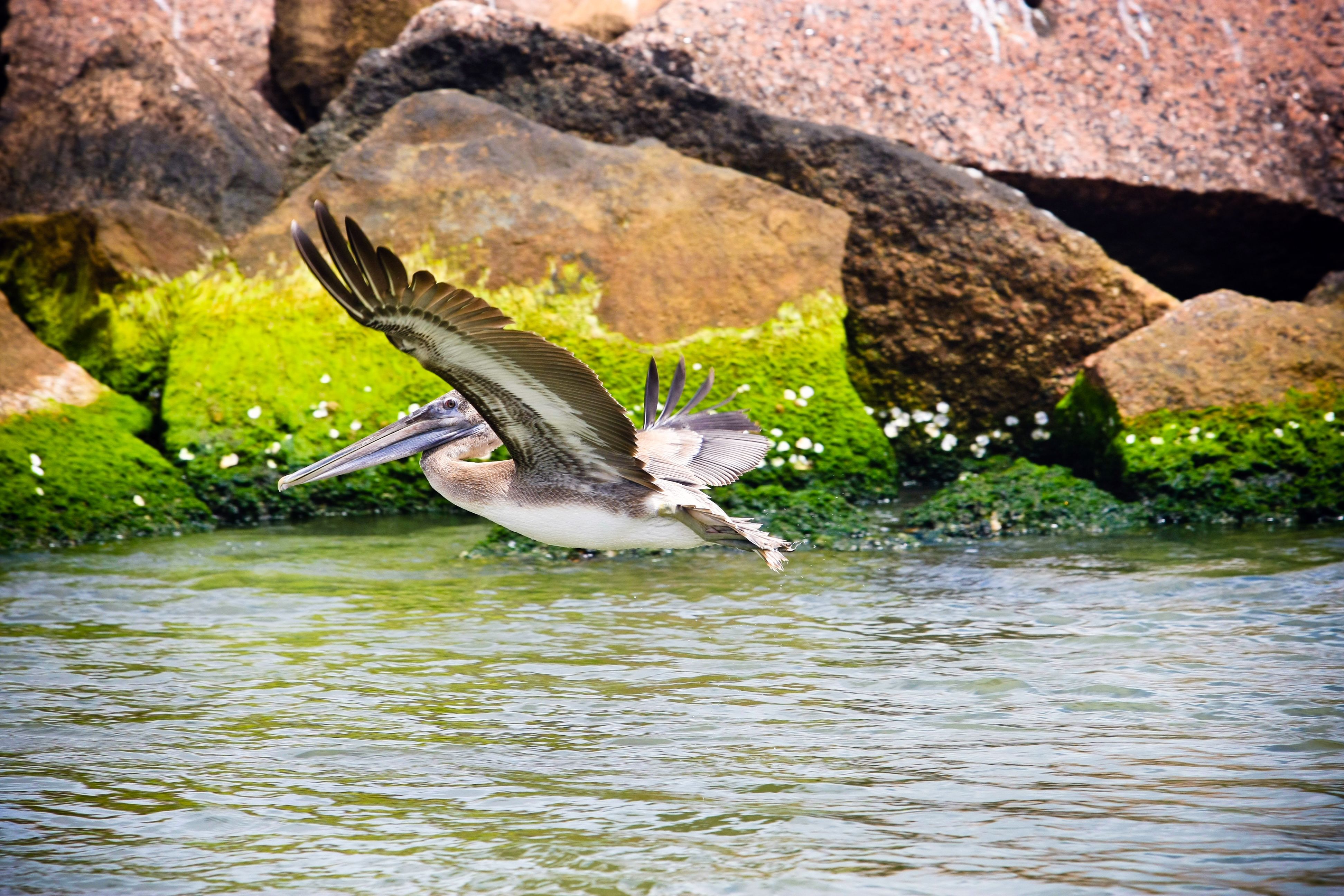 Pelican, Creole Nature Trail