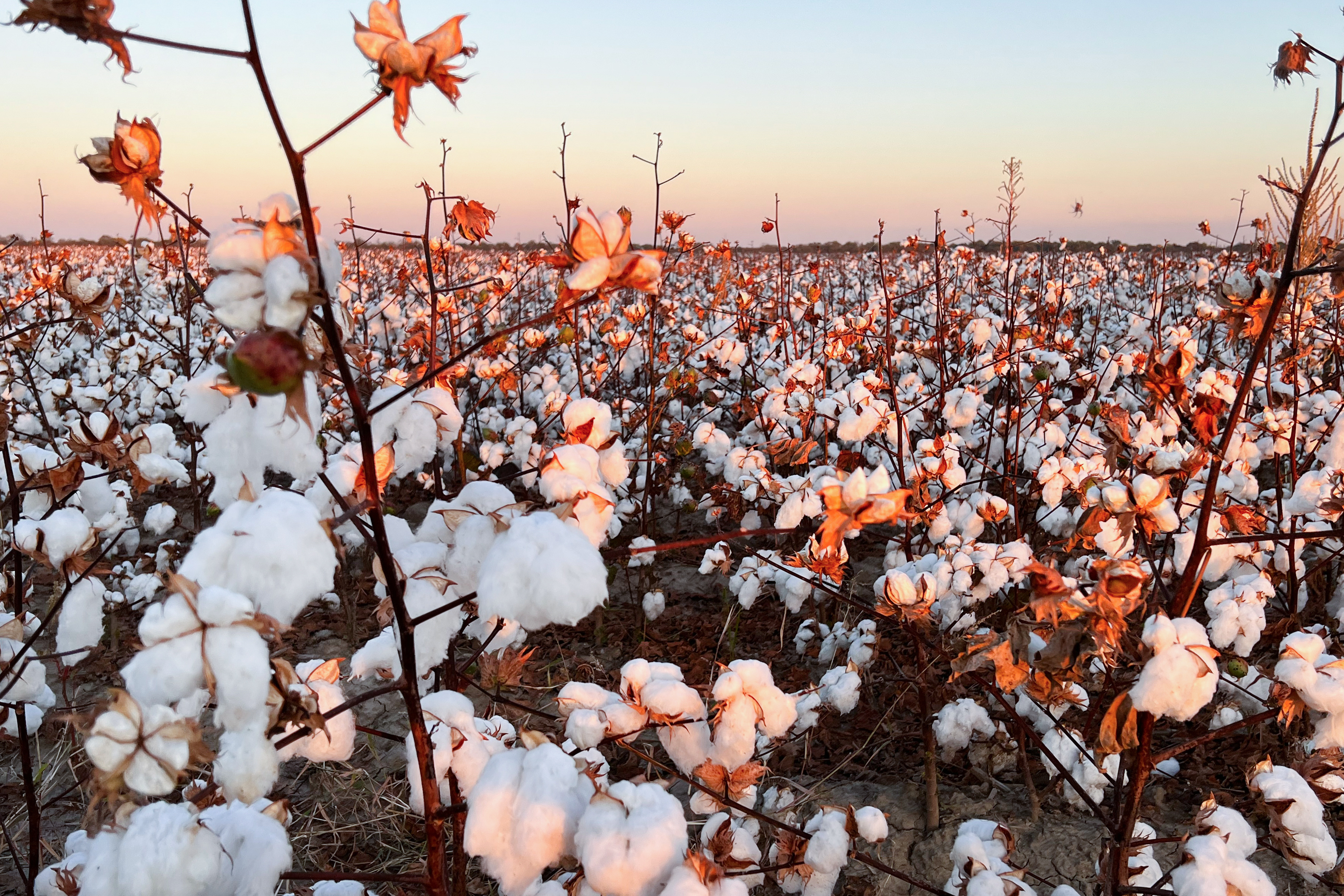Tunica Cotton Field im Oktober in Mississippi