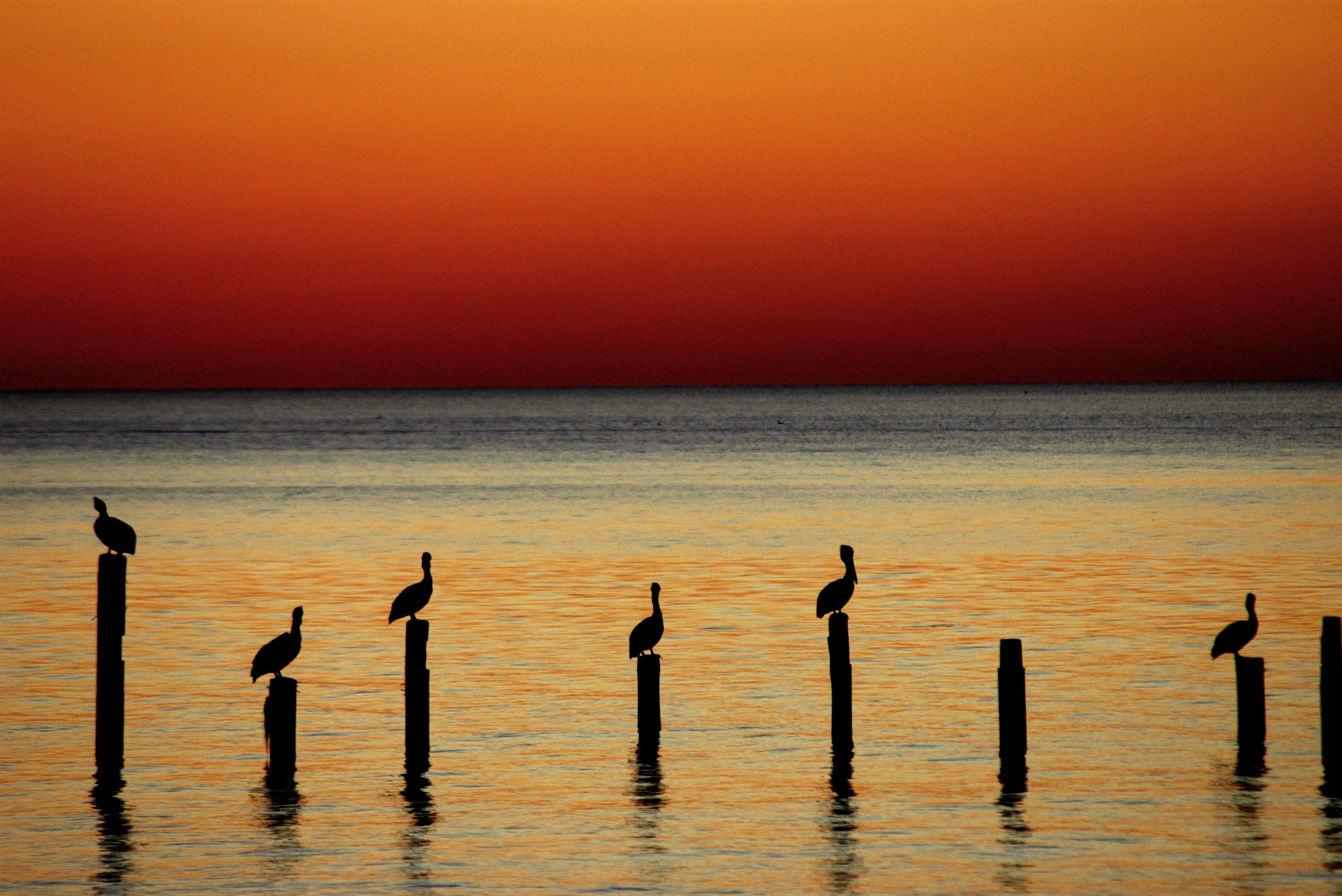 Sonnenuntergang und Pelikane