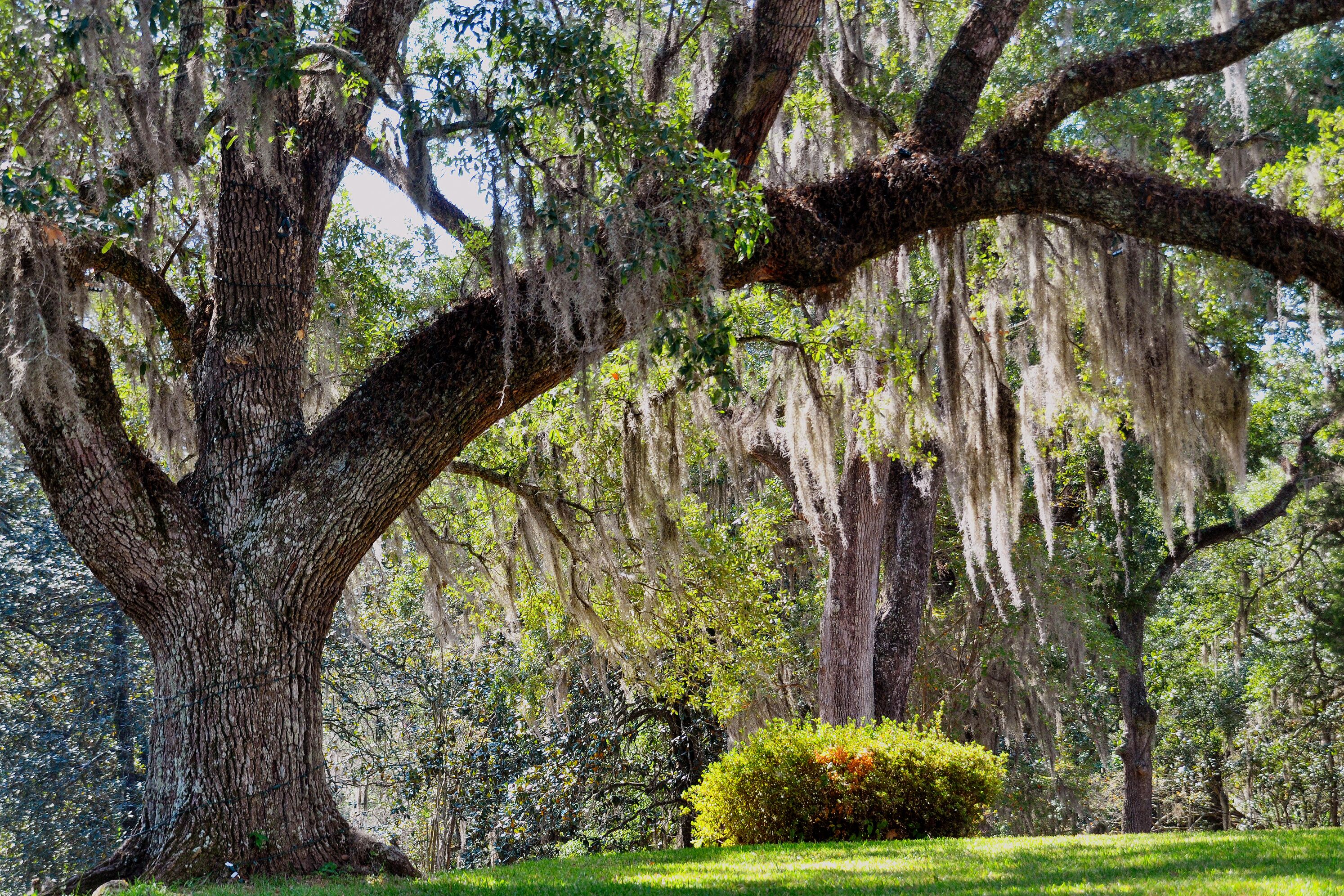 Schöne Long Wood Plantation in Natchez in Mississippi