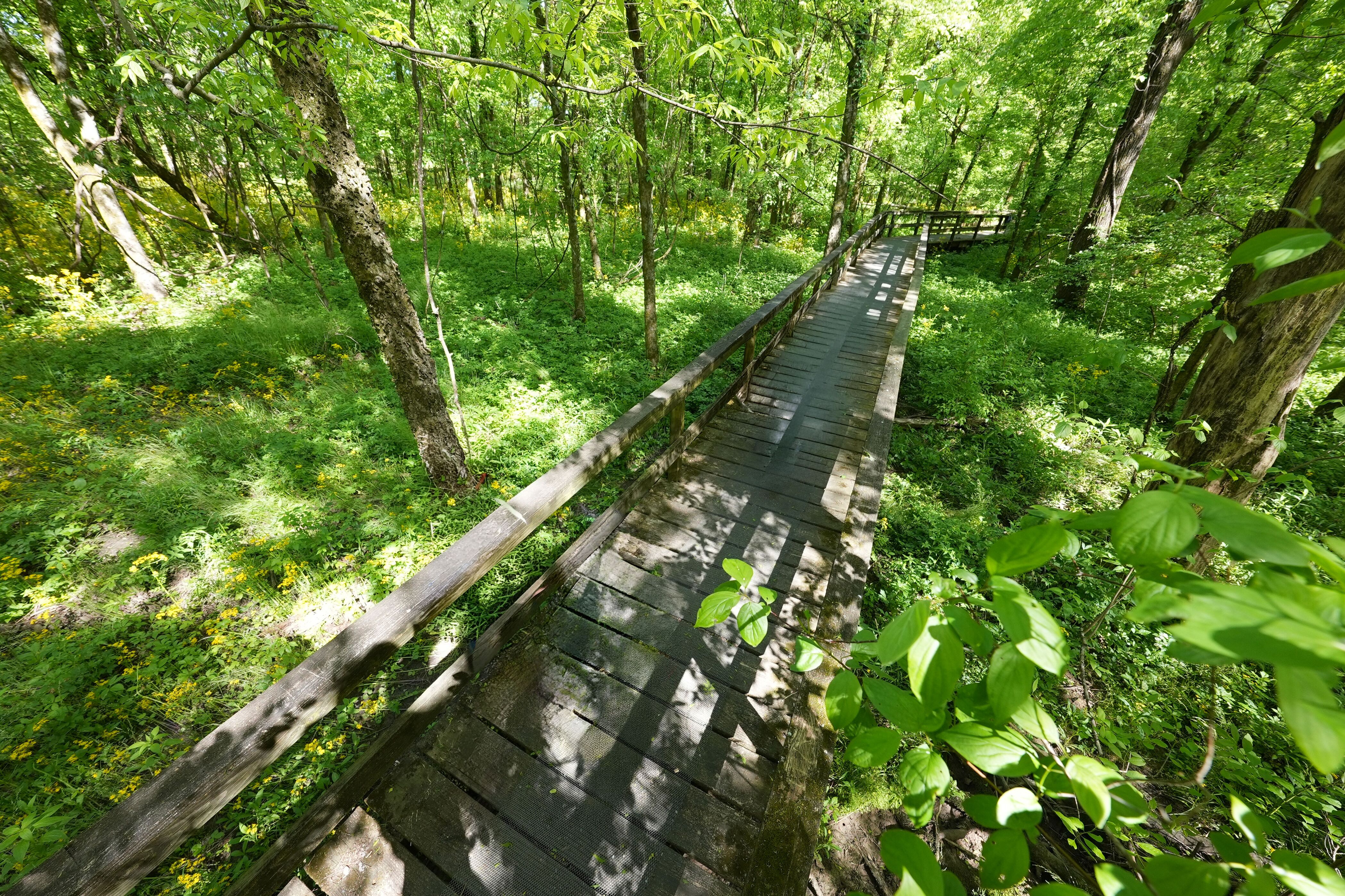 Weg im Natchez Trace Parkway in Tupelo Mississippi