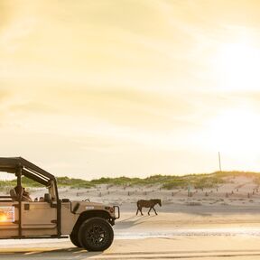 Wildpferde in der Outer Banks beobachten mit Wild Horse Adventure Tours