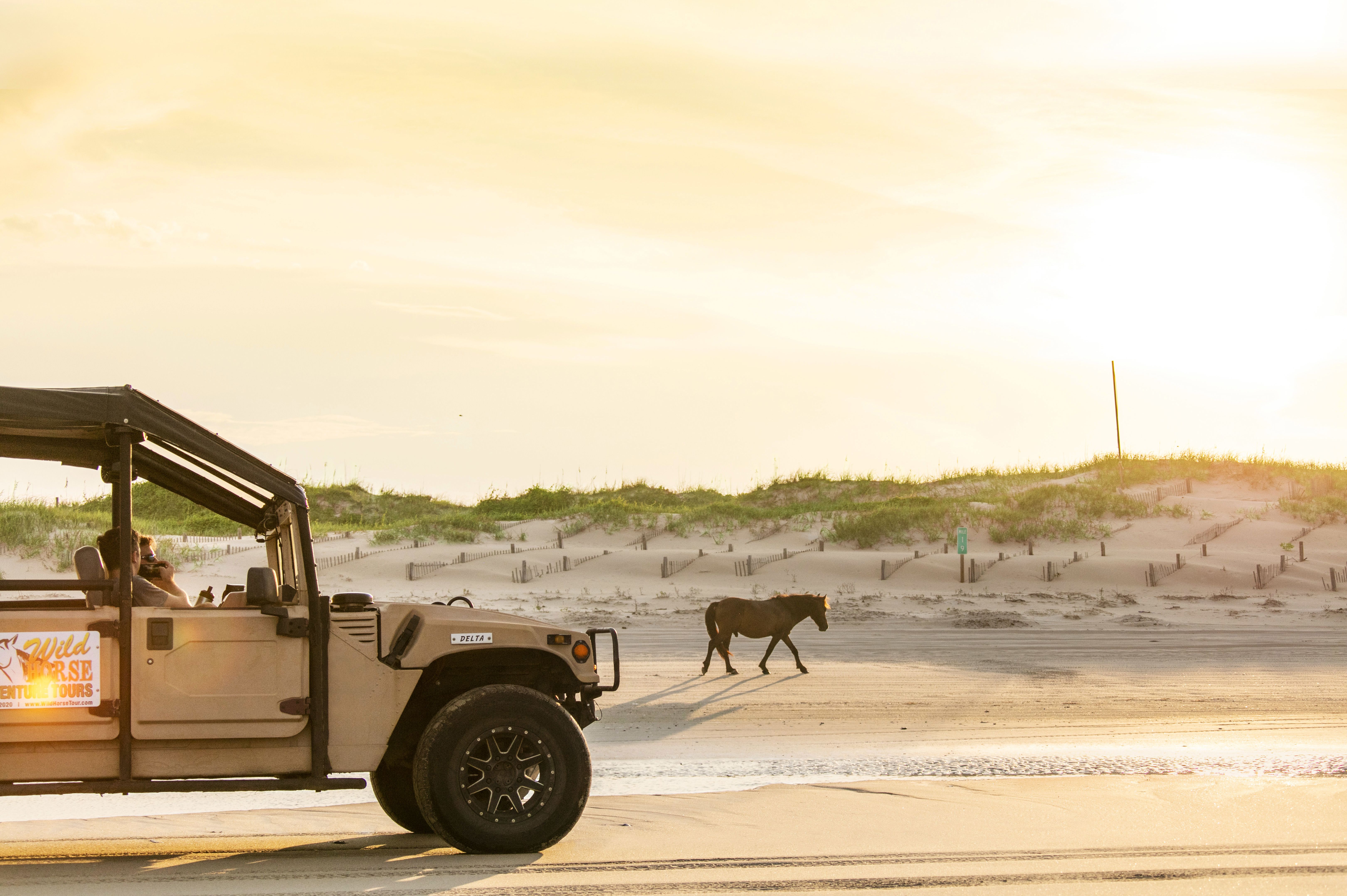 Wildpferde in der Outer Banks beobachten mit Wild Horse Adventure Tours