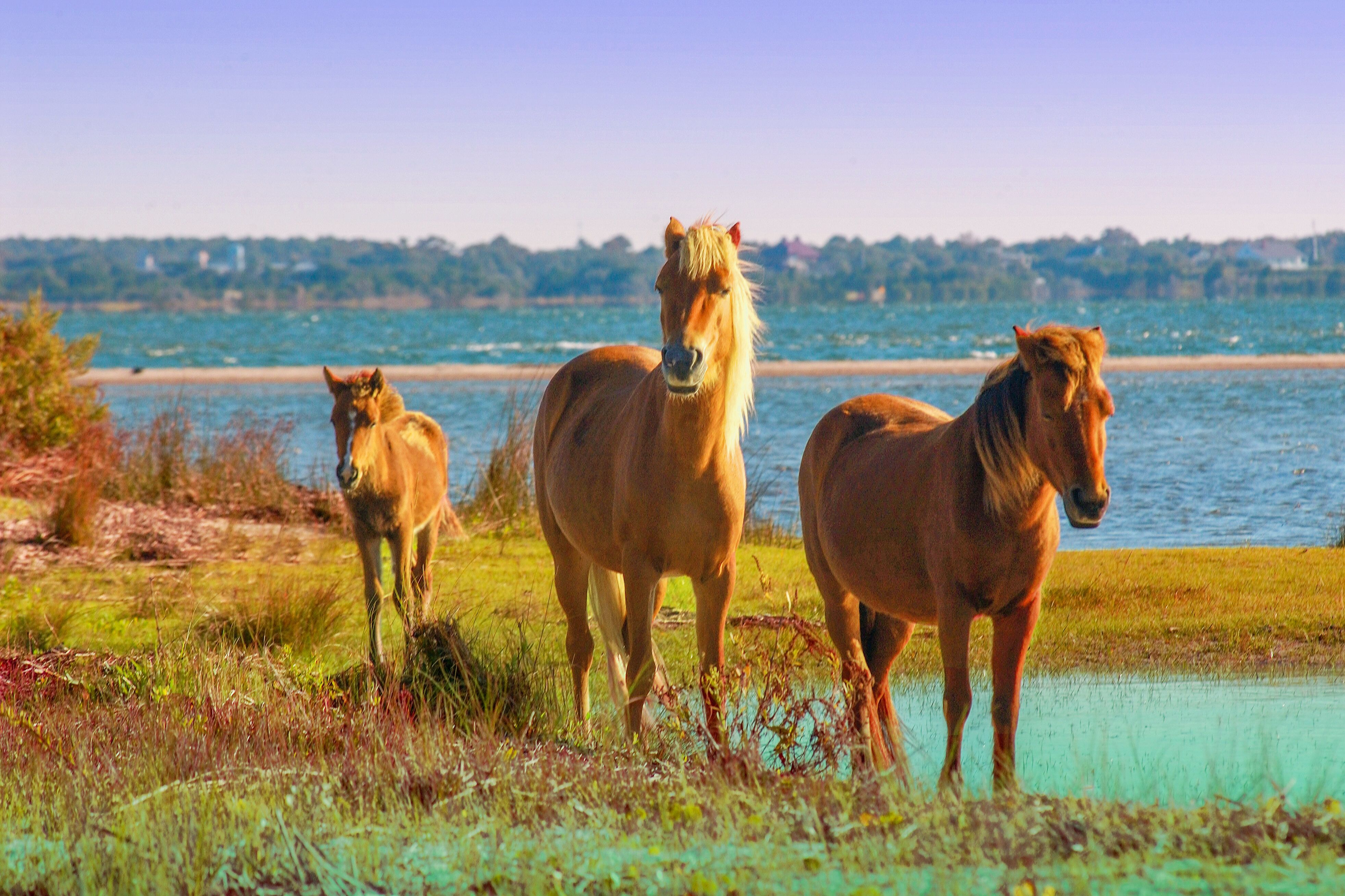 Wilde Pferde auf der Shackleford Banks im Cape Lookout National Seashore in North Carolina