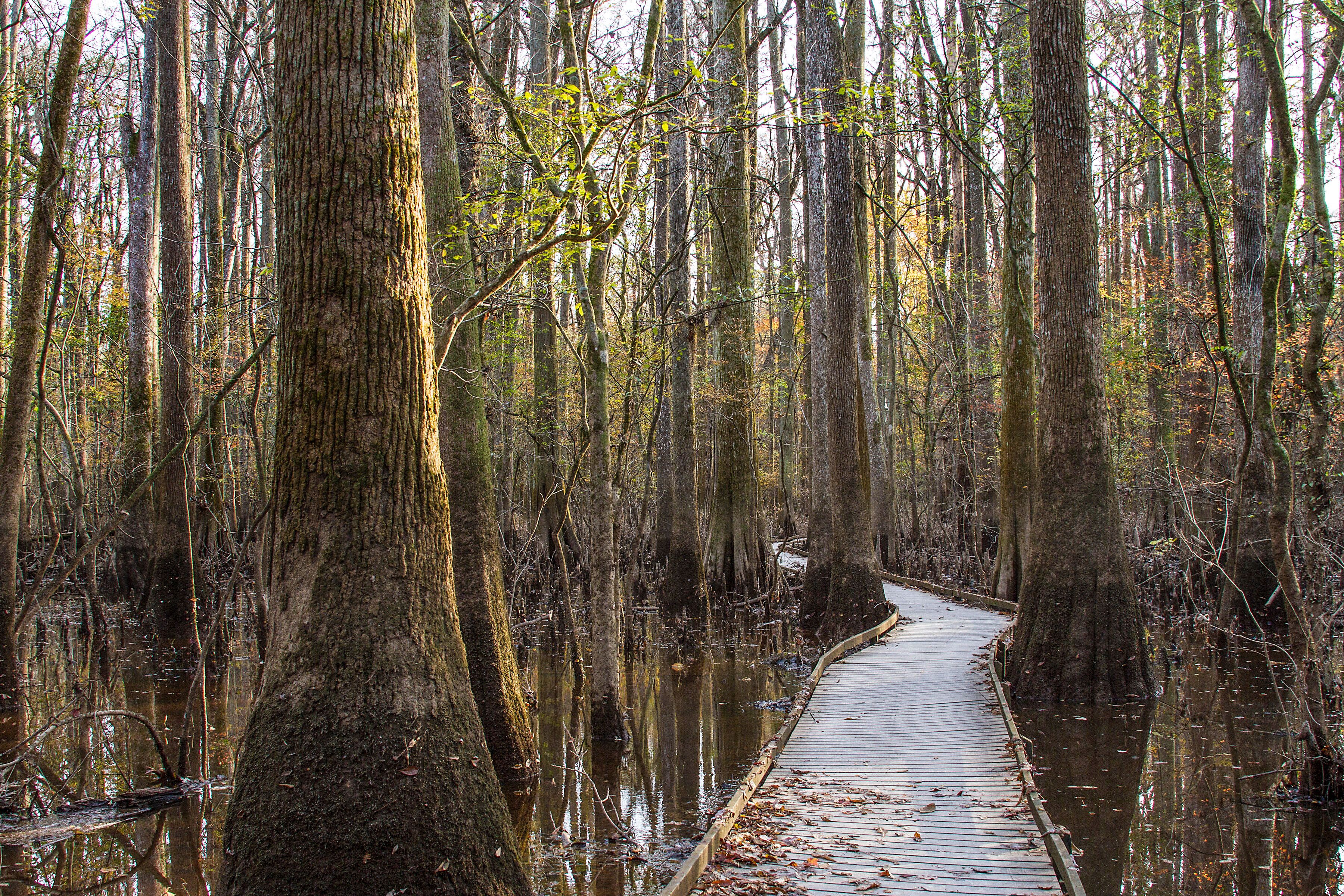 Ein Trail des Congaree Nationalparks in South Carolina