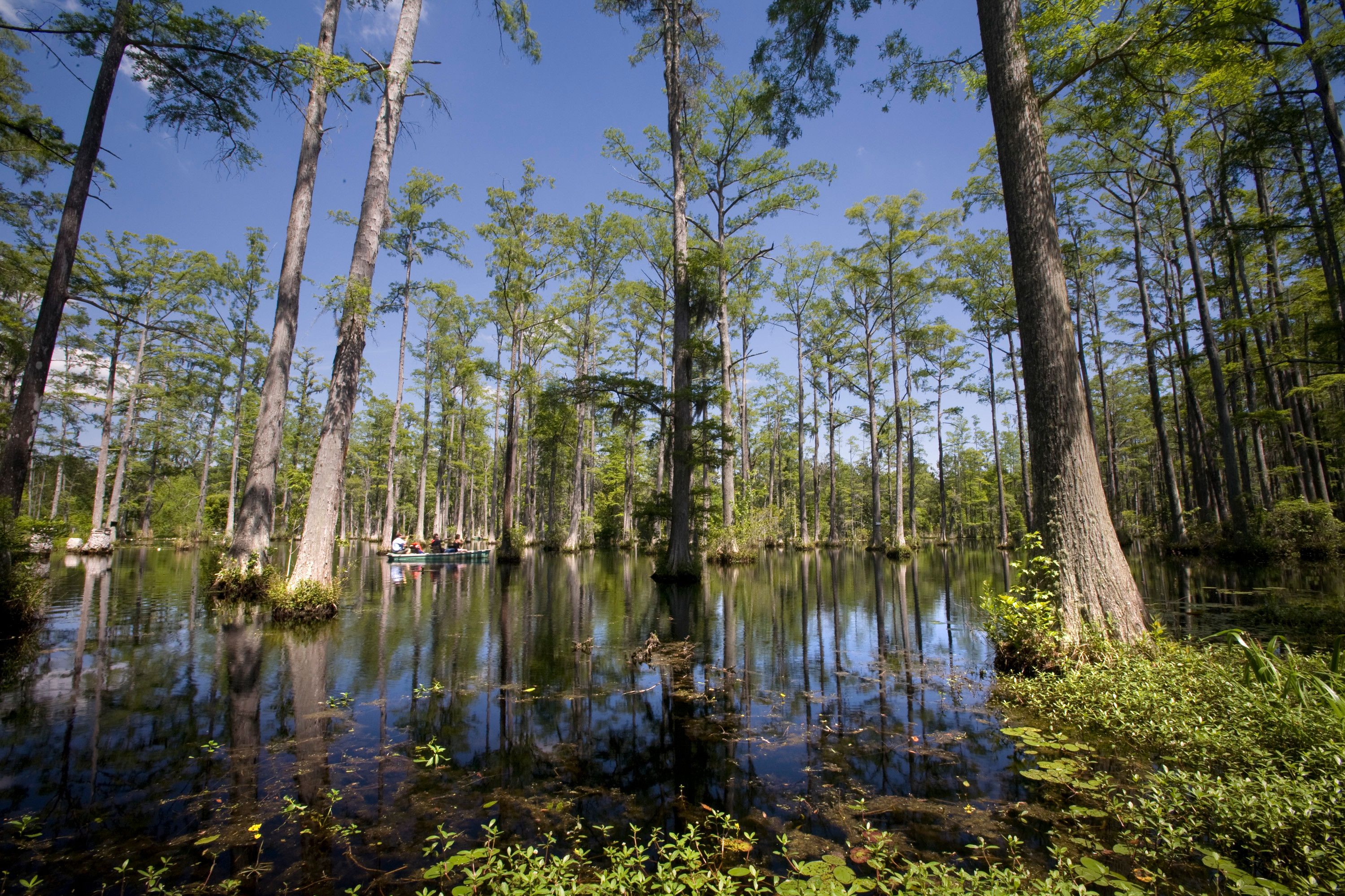 Die Cypress Gardens in South Carolina