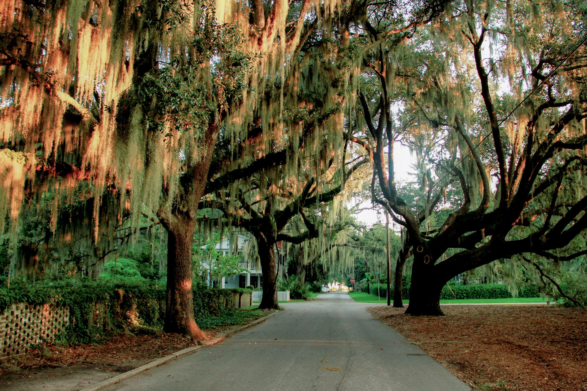 Mit Louisianamoos behangene Bäume in den Straßen von Beaufort in South Carolina