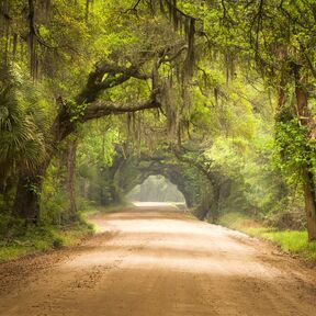 Botany Bay Edisto Island