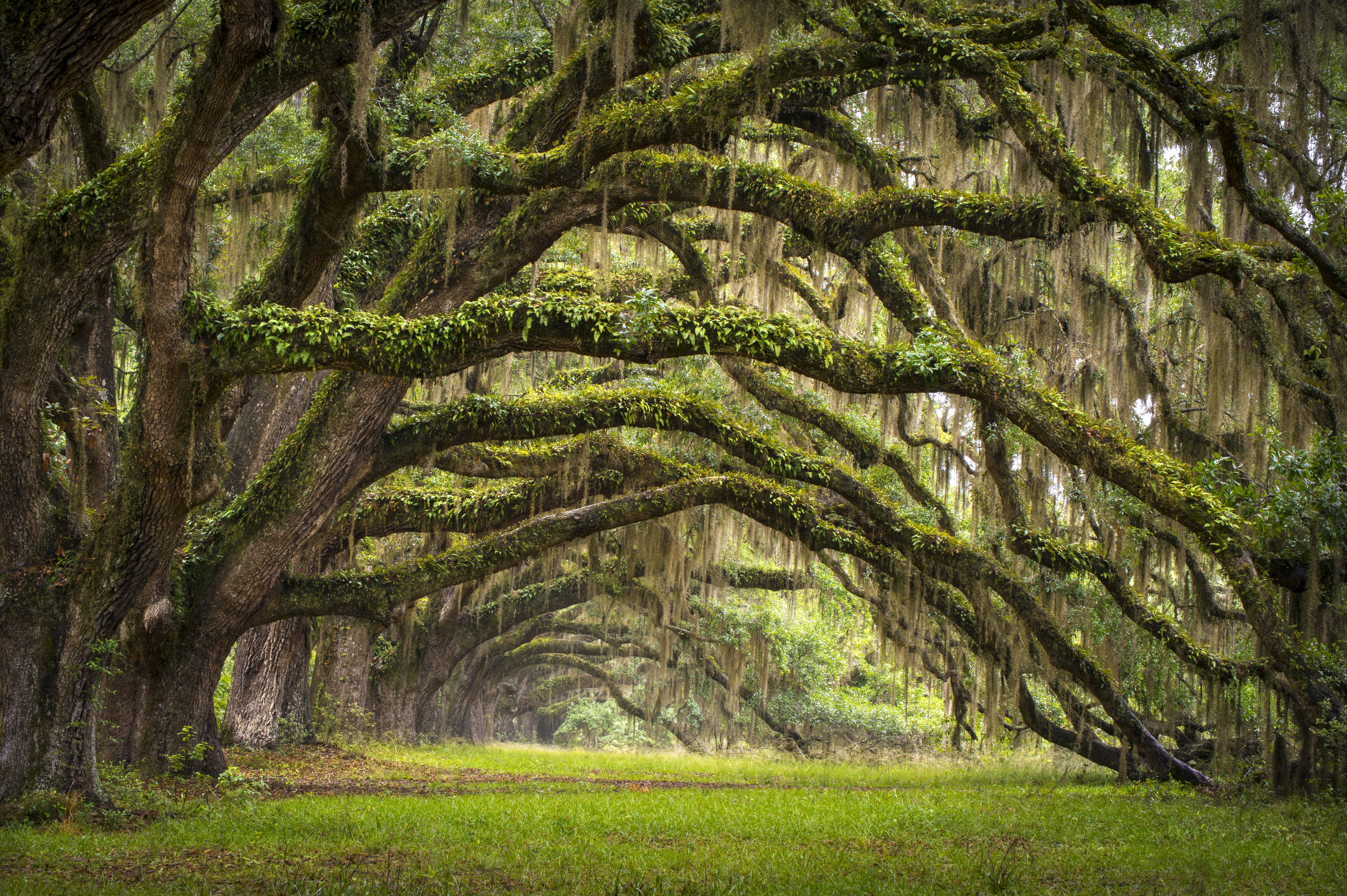 Die beeidruckende Oaks Avenue in Charleston