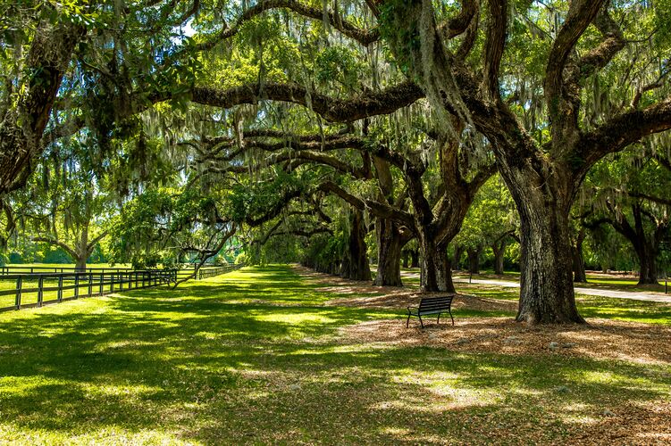 Eichen-Allee auf der Boone Hall Plantation