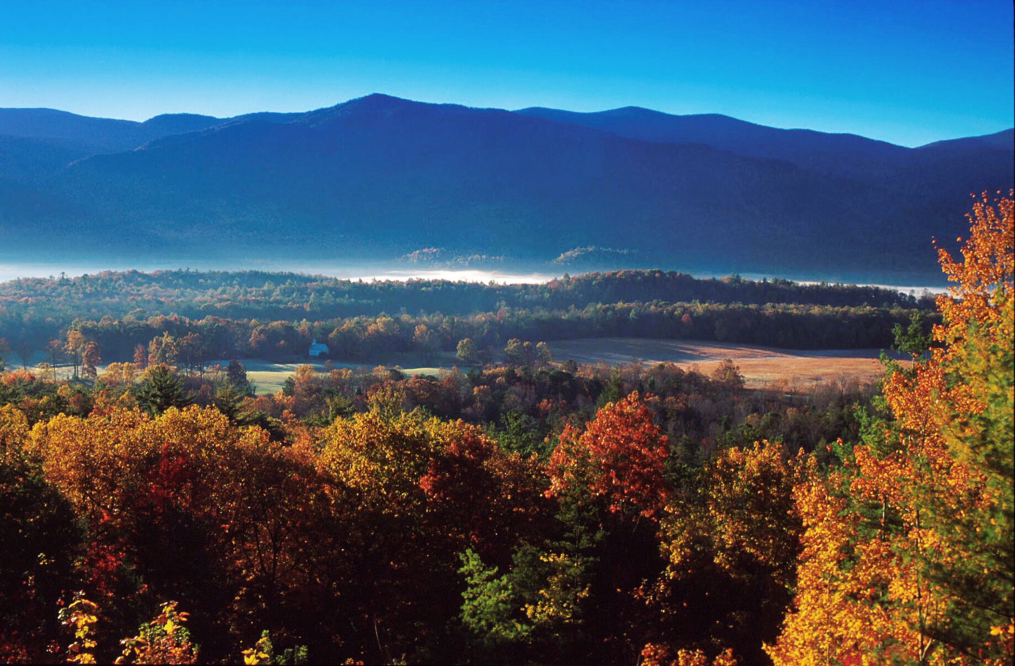 Herbstlicher Laubwald bei Cades Cove in den Great Smoky Mountains in Tennessee